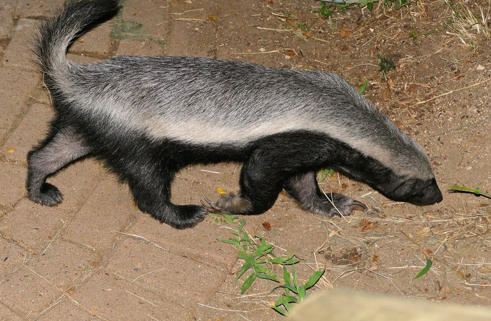 Honninggrævling