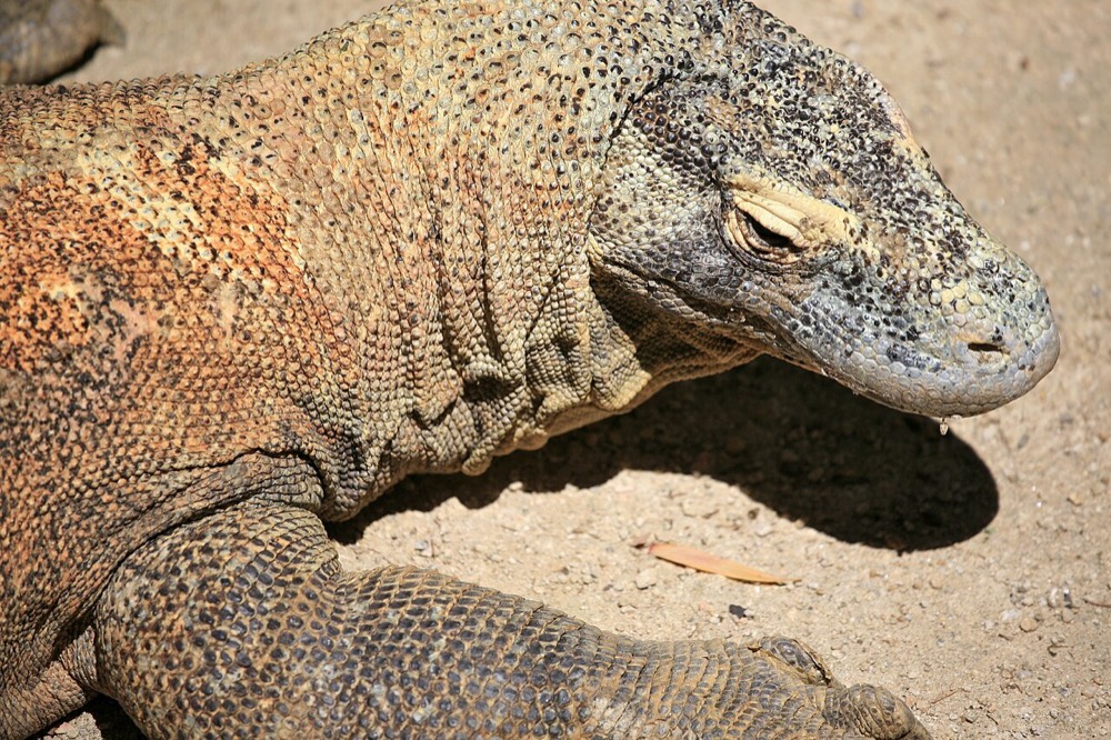 Komodovaran